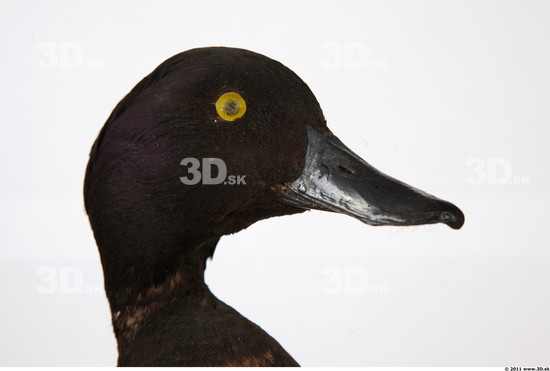 Head Duck