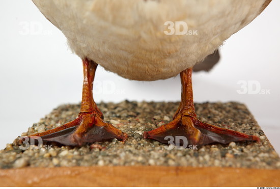 Leg Duck