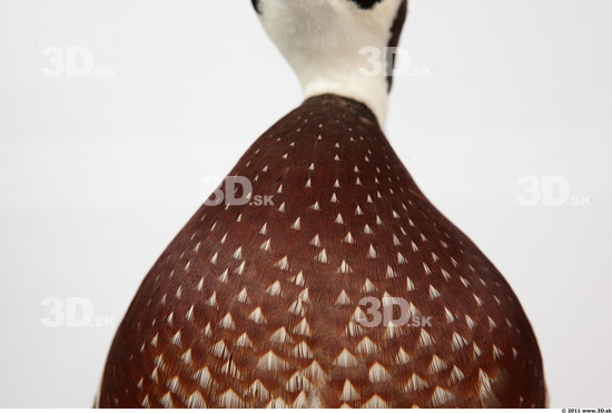 Breast Duck