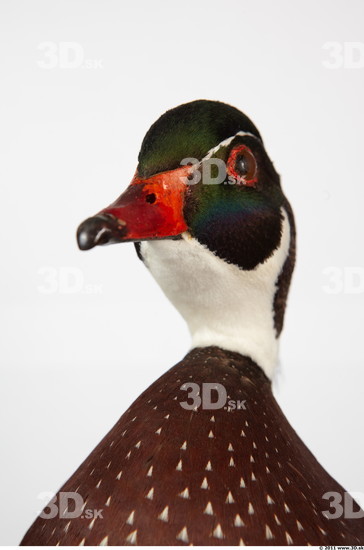 Head Duck