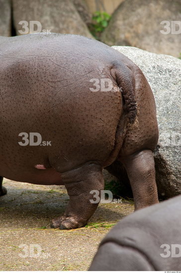 Tail Hippopotamus