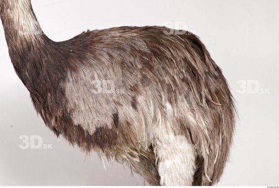 Whole Body Emus