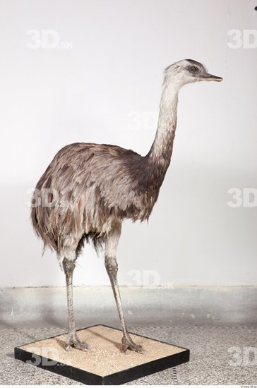 Whole Body Emus