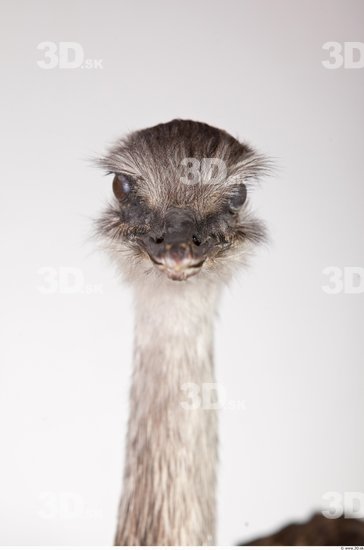 Head Emus