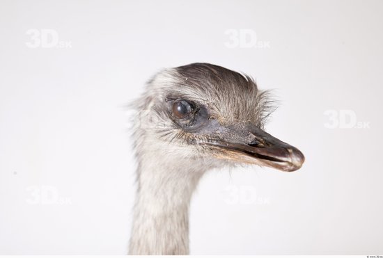 Head Emus