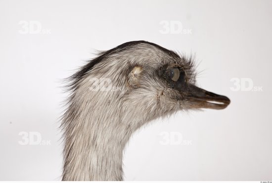 Head Emus