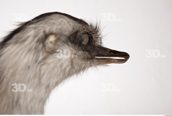 Head Emus