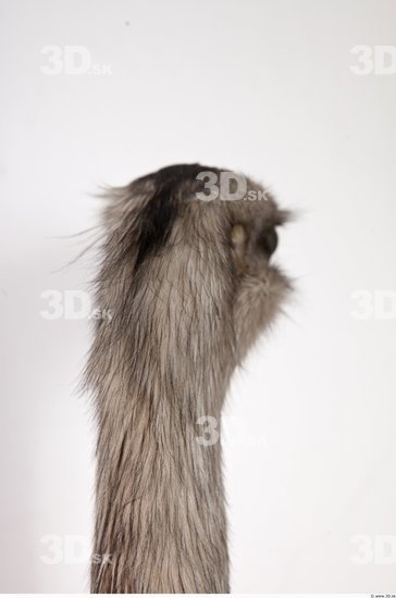 Head Emus