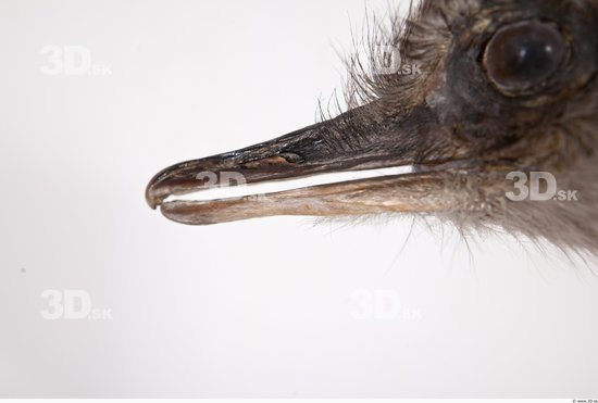 Head Emus