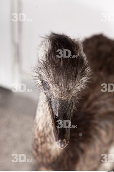 Head Emus