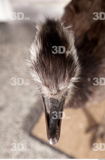 Head Emus