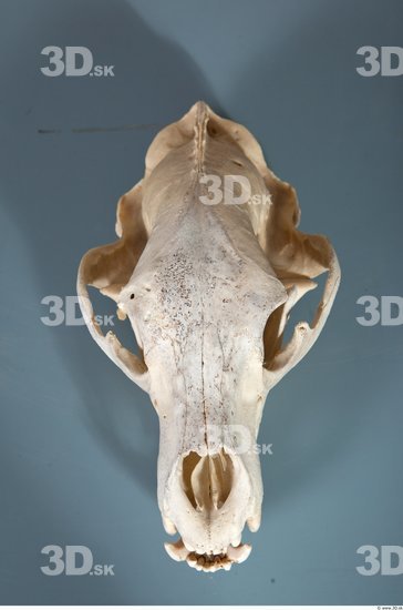 Head