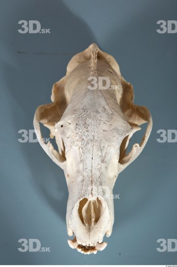 Head