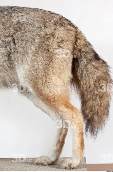 Leg Wolf