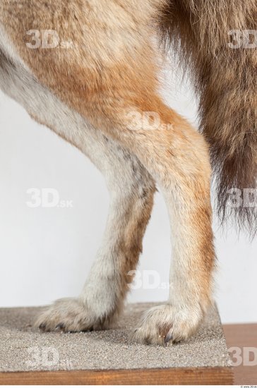 Leg Wolf