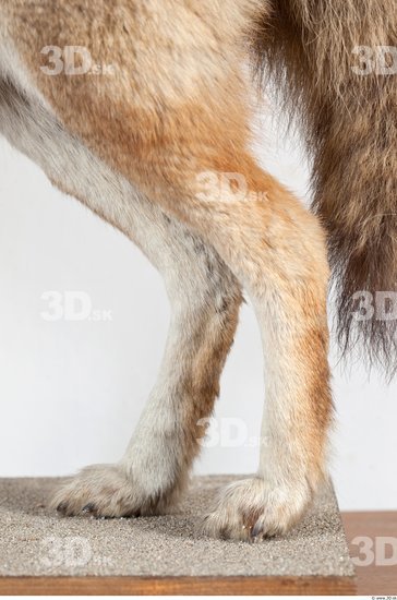 Leg Wolf