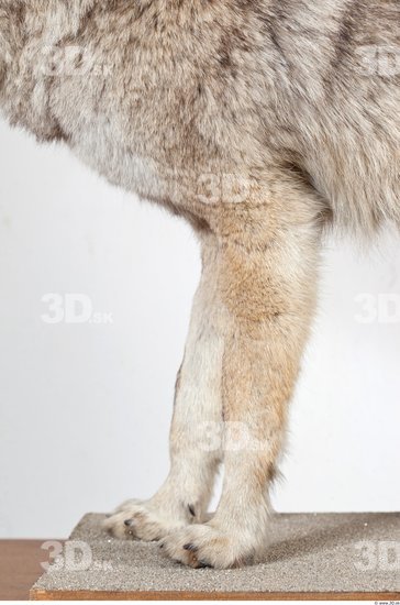 Leg Wolf