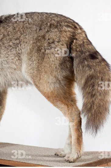 Leg Wolf