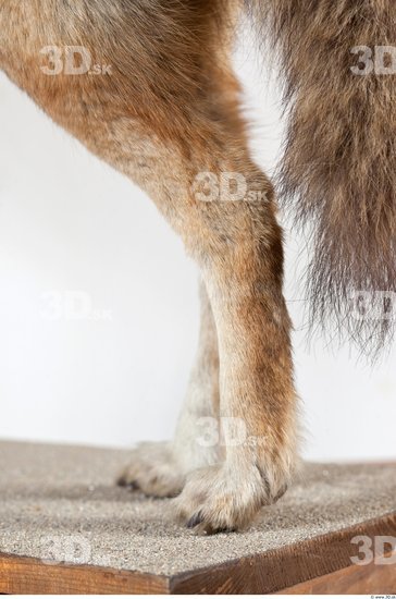 Leg Wolf