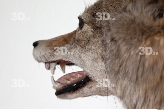 Mouth Wolf