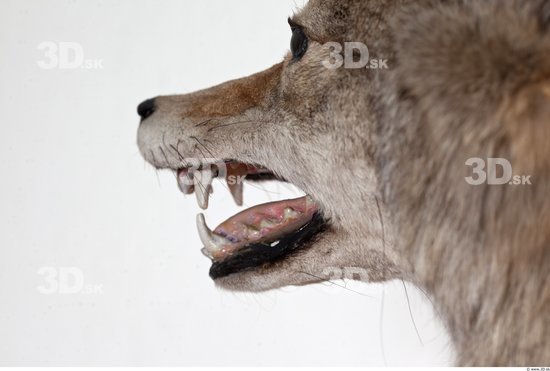 Mouth Wolf