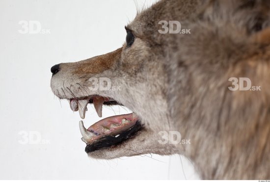 Mouth Wolf