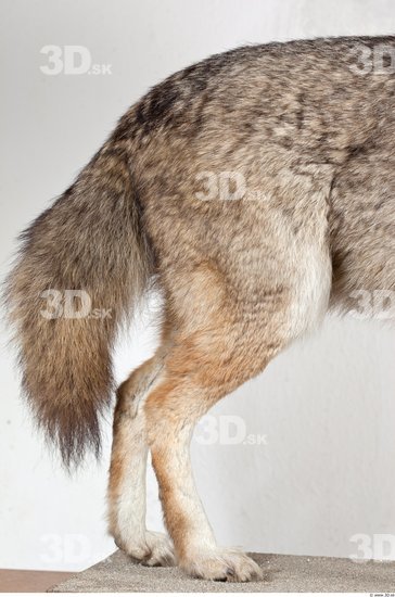 Leg Wolf