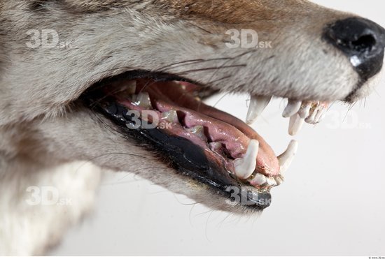 Teeth Wolf