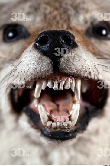 Teeth Wolf