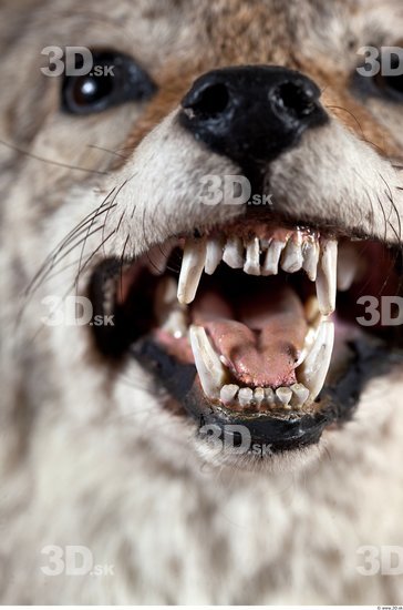 Teeth Wolf