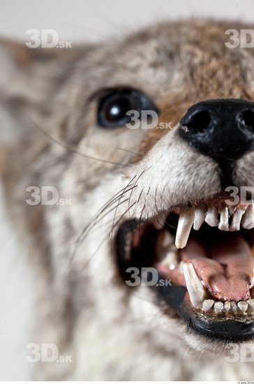 Teeth Wolf