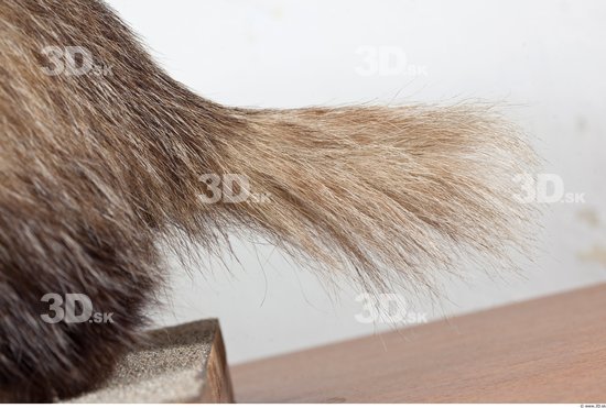 Tail Badger