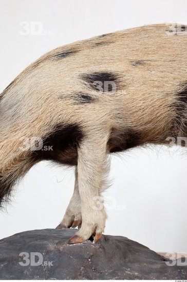 Leg Pig