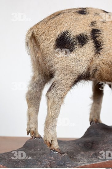 Leg Pig