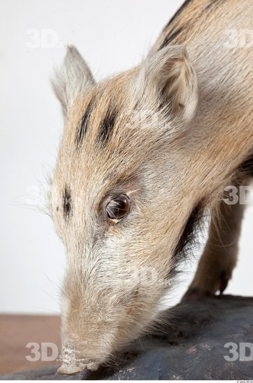 Head Pig