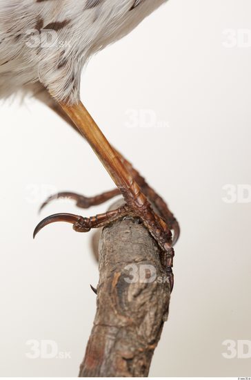 Leg Bird