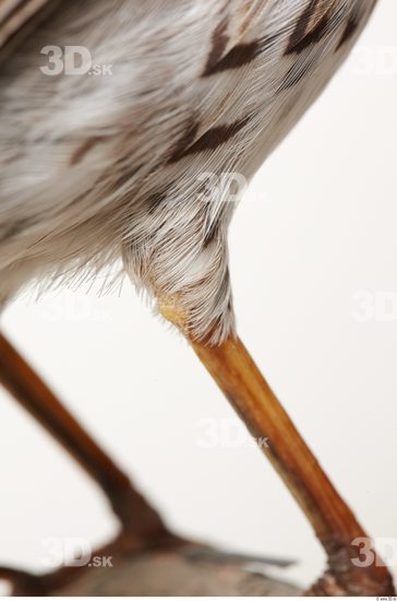 Leg Bird