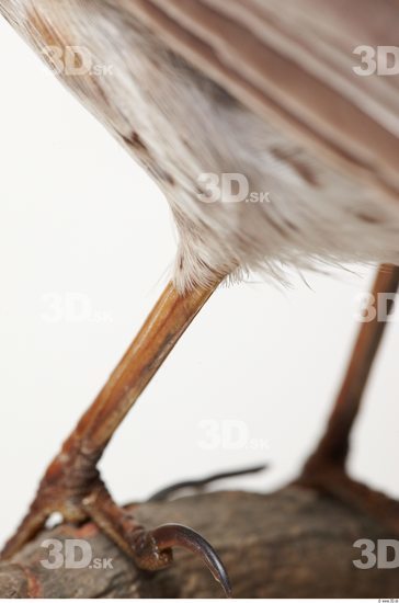 Leg Bird