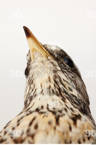 Head Bird