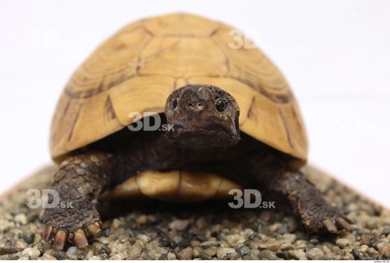 Turtles Animal photo references