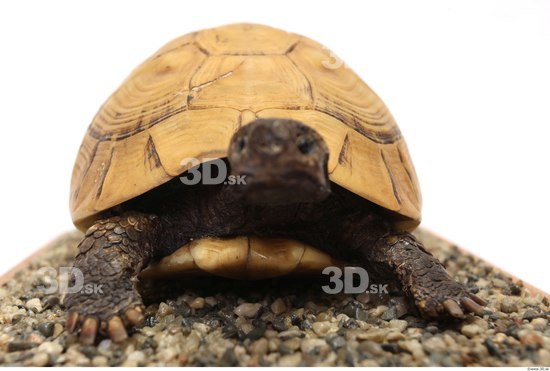 Turtles Animal photo references