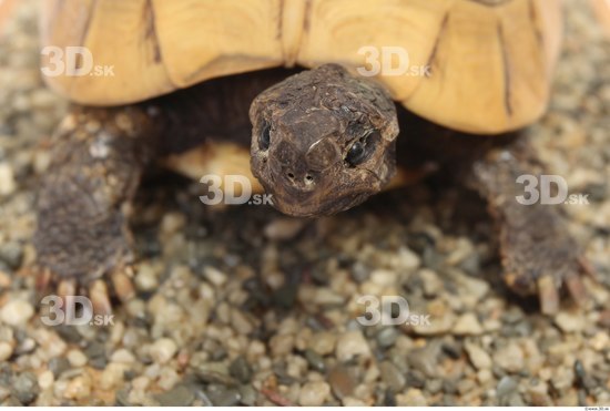 Turtles Animal photo references