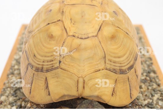 Turtles Animal photo references