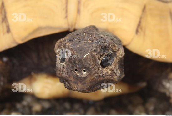 Turtles Animal photo references