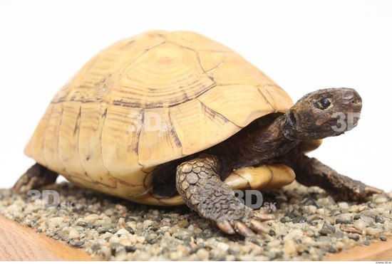 Turtles Animal photo references