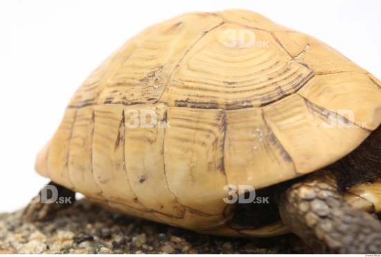 Turtles Animal photo references