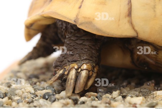 Turtles Animal photo references