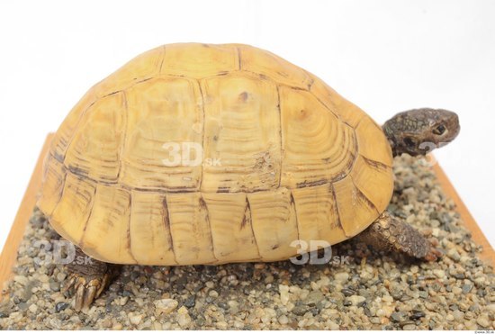 Turtles Animal photo references