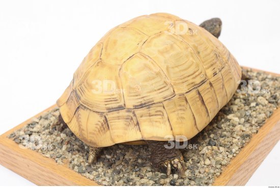 Turtles Animal photo references