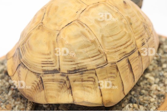 Turtles Animal photo references